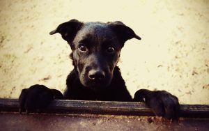 Carta de desabafo: sabe por que dói quando você pede um cachorro “de raça”?