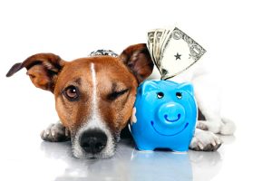 5 dicas para economizar com seu pet