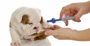 As principais vacinas de cães e gatos