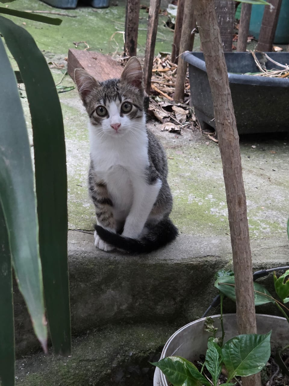 gato-3
