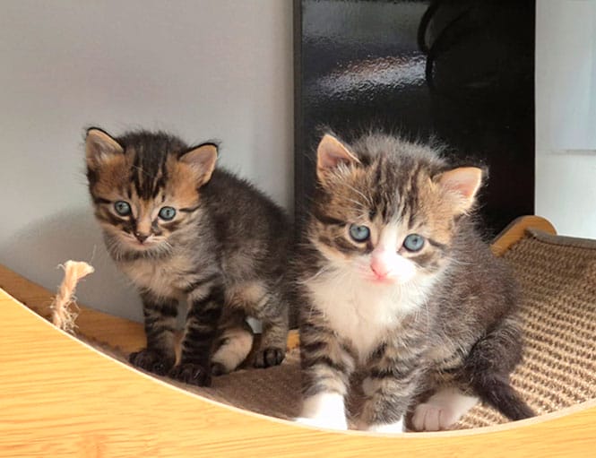 gatos